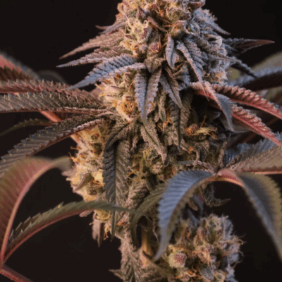 LEMON CHERRY RUNTZ | FAST BUDS | PHOTOPERIOD CANNABIS SEEDS FEMALE