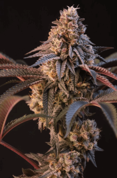 LEMON CHERRY RUNTZ | FAST BUDS | PHOTOPERIOD CANNABIS SEEDS FEMALE