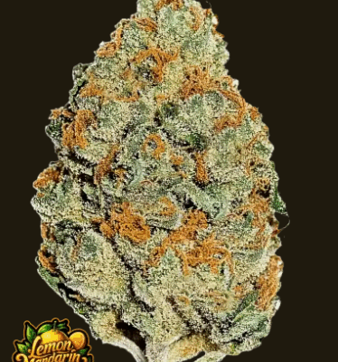 LEMON MANDARIN | FAST BUDS | PHOTOPERIOD CANNABIS SEEDS FEMALE