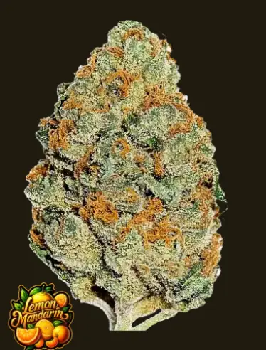 Lemon Mandarin | Fast Buds | FEM Photoperiod Seeds