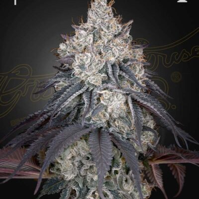 LEMON ORANGE | GREEN HOUSE SEED CO | PHOTOPERIOD CANNABIS SEEDS FEMALE