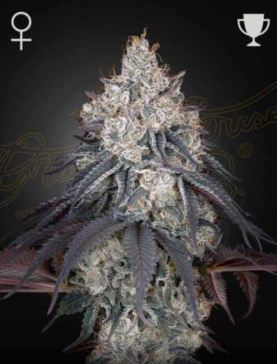 LEMON ORANGE | GREEN HOUSE SEED CO | PHOTOPERIOD CANNABIS SEEDS FEMALE