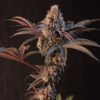 LEMON CHERRY RUNTZ | FAST BUDS | PHOTOPERIOD CANNABIS SEEDS FEMALE - Image 3