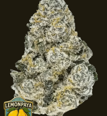 LEMONPAYA | FAST BUDS | PHOTOPERIOD CANNABIS SEEDS FEMALE