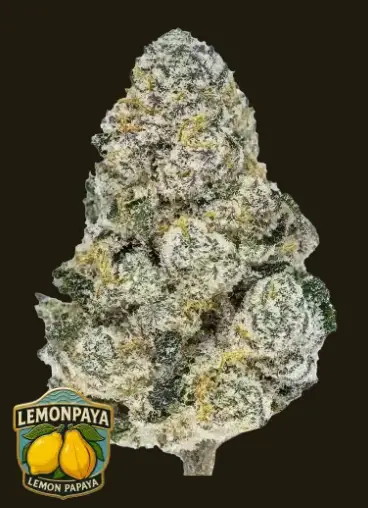 Lemonpaya | Fast Buds | FEM Photoperiod Seeds