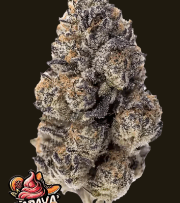 PAPAYA SHERBET | FAST BUDS | PHOTOPERIOD CANNABIS SEEDS FEMALE