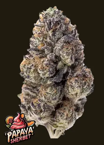 Papaya Sherbet | Fast Buds | FEM Photoperiod Seeds