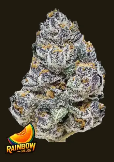 Rainbow Melon | Fast Buds | FEM Photoperiod Seeds