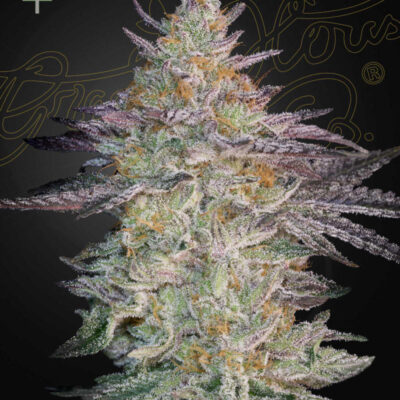SUPER LEMON HAZE X GMO | GREEN HOUSE SEED CO | PHOTOPERIOD CANNABIS SEEDS FEMALE