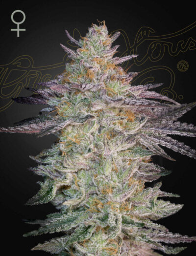 SUPER LEMON HAZE X GMO | GREEN HOUSE SEED CO | PHOTOPERIOD CANNABIS SEEDS FEMALE