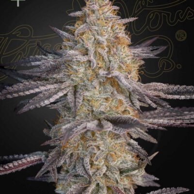SUPER LEMON HAZE X RS11 | GREEN HOUSE SEED CO | PHOTOPERIOD CANNABIS SEEDS FEMALE