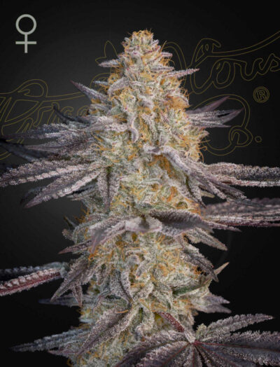 SUPER LEMON HAZE X RS11 | GREEN HOUSE SEED CO | PHOTOPERIOD CANNABIS SEEDS FEMALE