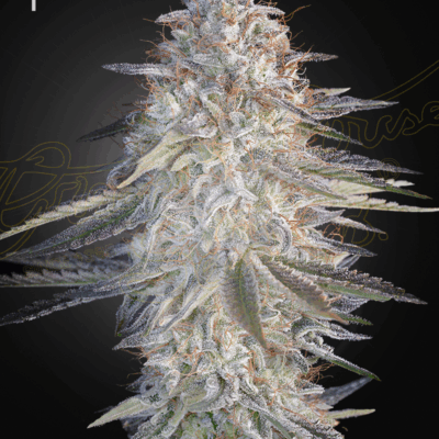 SUPER LEMON HAZE X PINK CANDY | GREEN HOUSE SEED CO | PHOTOPERIOD CANNABIS SEEDS FEMALE