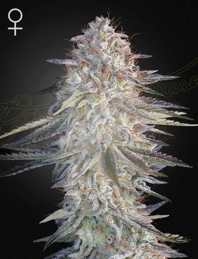 Super Lemon Haze X Pink Candy | Green House Seed Co | FEM Photoperiod Seeds