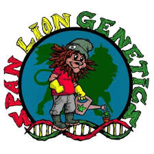 SOUR STRAWBERRY PATCH | SPAN LION GENETICS | AUTOFLOWER CANNABIS SEEDS FEMALE