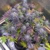 STINKY PINK (F1)  | ROMULAN GENETICS | PHOTOPERIOD CANNABIS SEEDS FEMALE - Image 3