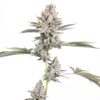STINKY PINK (F1)  | ROMULAN GENETICS | PHOTOPERIOD CANNABIS SEEDS FEMALE - Image 4