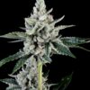 STINKY PINK (F1)  | ROMULAN GENETICS | PHOTOPERIOD CANNABIS SEEDS FEMALE - Image 6