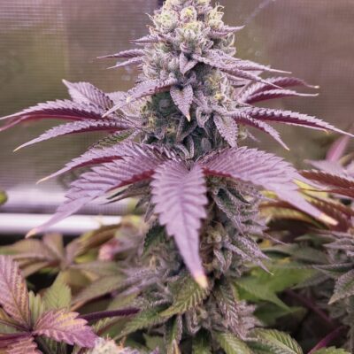 STINKY PINK (F1)  | ROMULAN GENETICS | PHOTOPERIOD CANNABIS SEEDS FEMALE