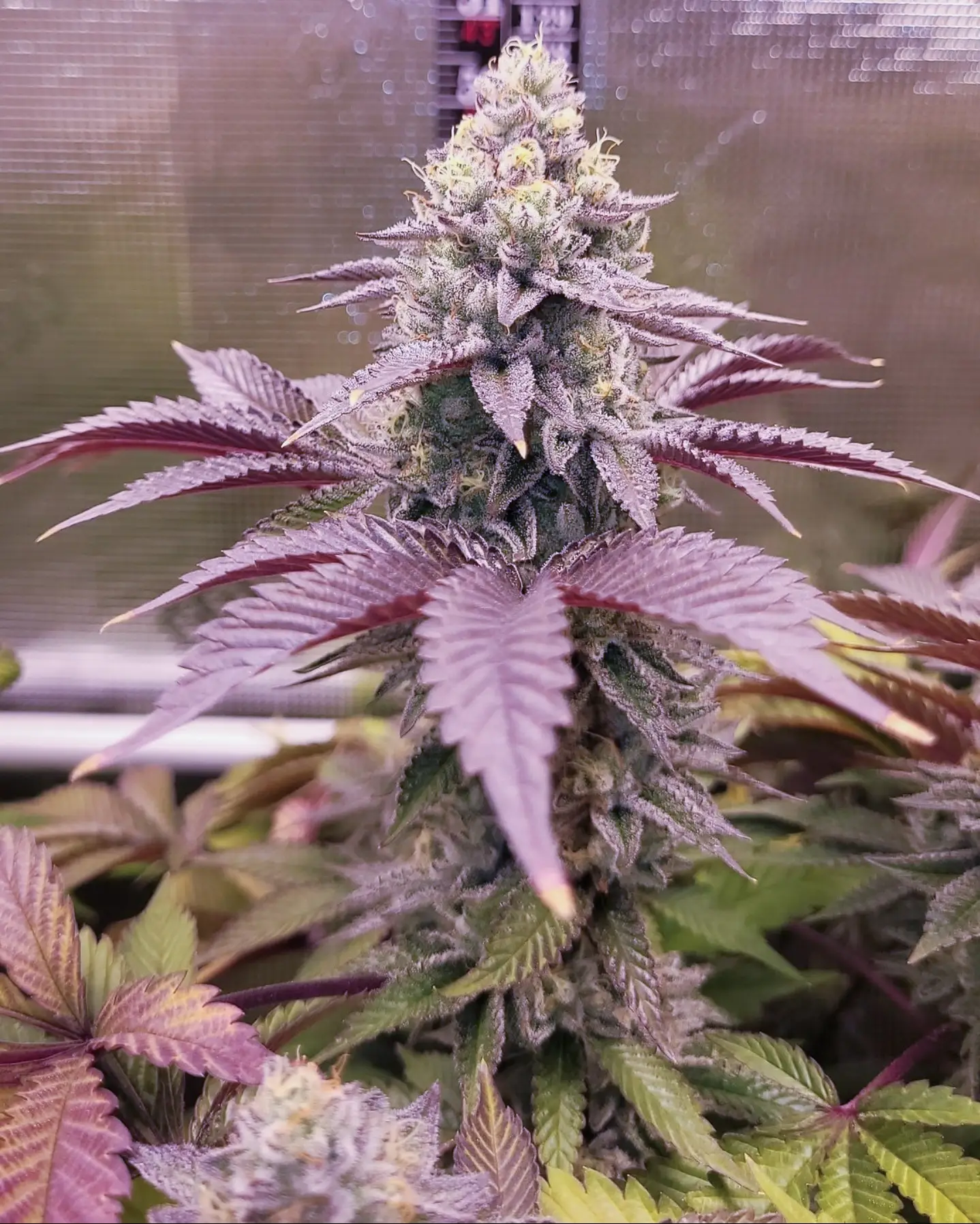 STINKY PINK (F1) | ROMULAN GENETICS | PHOTOPERIOD CANNABIS SEEDS FEMALE
