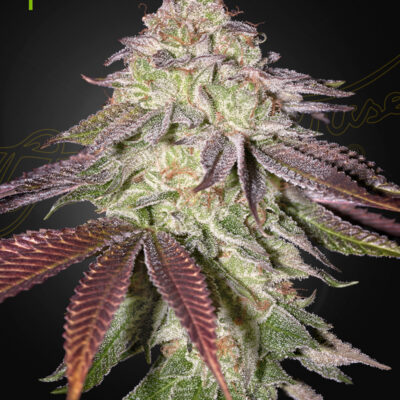 SUGARLATO | GREEN HOUSE SEED CO | AUTOFLOWER CANNABIS SEEDS FEMALE