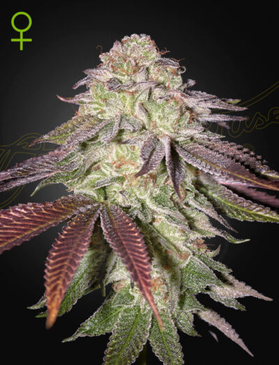SUGARLATO | GREEN HOUSE SEED CO | AUTOFLOWER CANNABIS SEEDS FEMALE