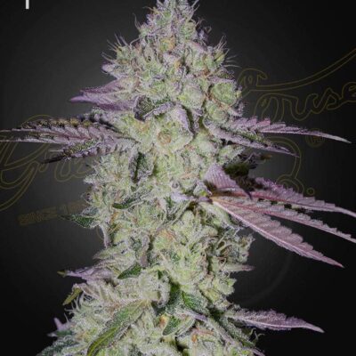 TARTE TATIN | GREEN HOUSE SEED CO | PHOTOPERIOD CANNABIS SEEDS FEMALE
