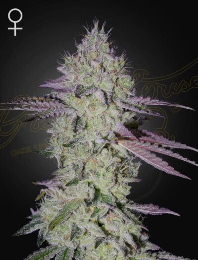 TARTE TATIN | GREEN HOUSE SEED CO | PHOTOPERIOD CANNABIS SEEDS FEMALE