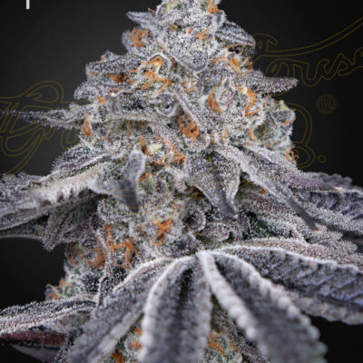 VELVET MOON | GREEN HOUSE SEED CO | PHOTOPERIOD CANNABIS SEEDS FEMALE