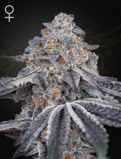 VELVET MOON | GREEN HOUSE SEED CO | PHOTOPERIOD CANNABIS SEEDS FEMALE