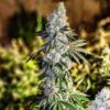 GEN 1 DUET | ETHOS GENETICS | PHOTOPERIOD CANNABIS SEEDS FEMALE - Image 4