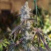GEN 1 DUET | ETHOS GENETICS | PHOTOPERIOD CANNABIS SEEDS FEMALE - Image 3