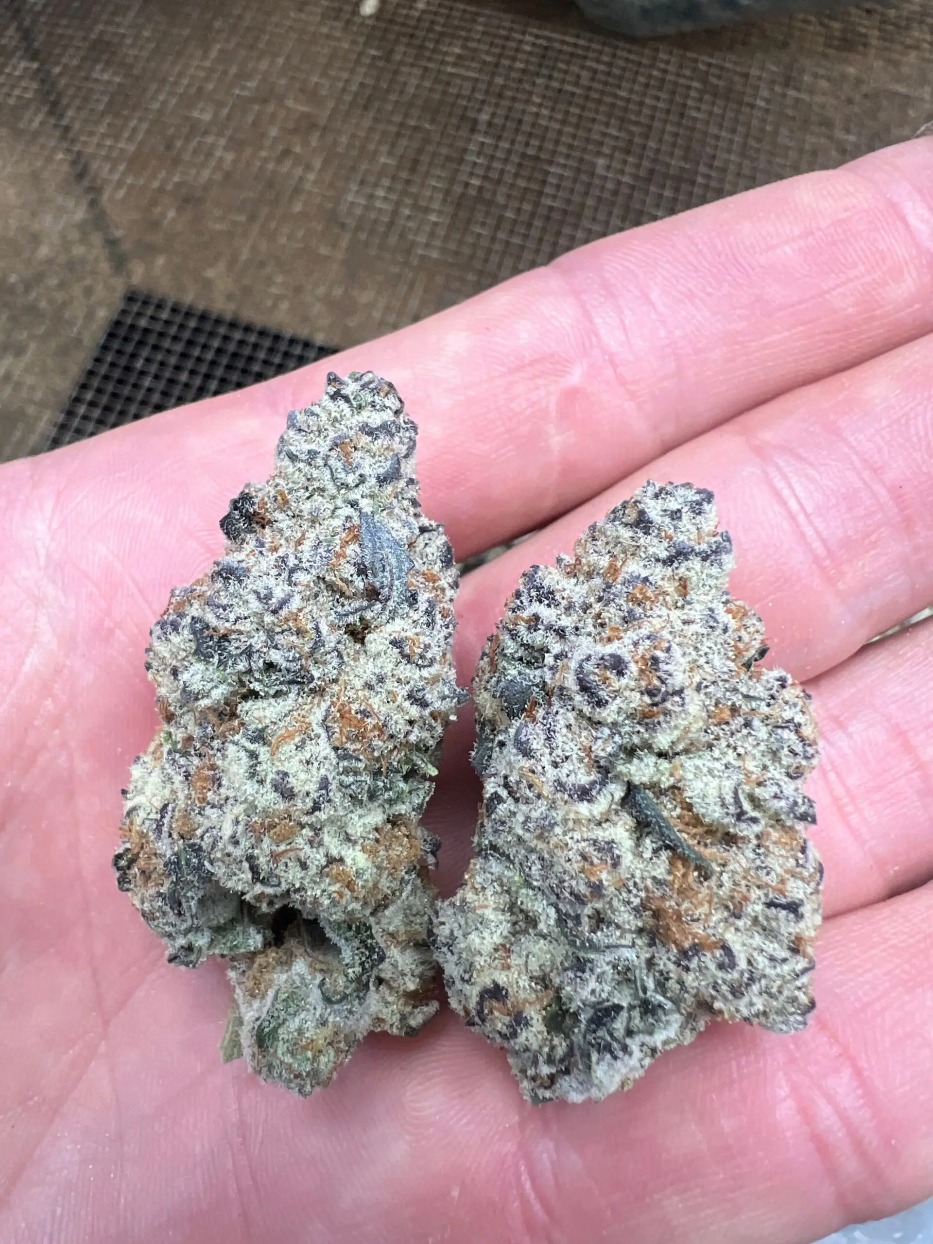 PLATINUM GRAPE PUNCH | THCA FLOWER | THCA 32.646%