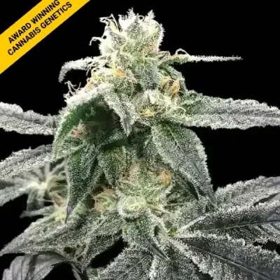 BLUE DREAM | DNA GENETICS | PHOTOPERIOD CANNABIS SEEDS FEMALE