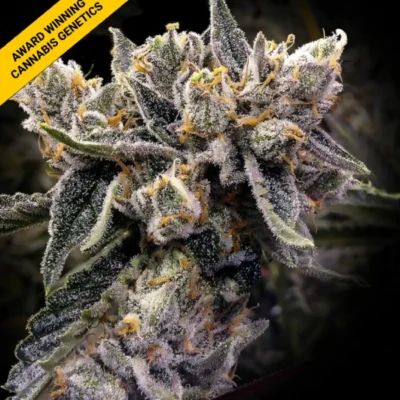 BRUISED BANANAS | DNA GENETICS | PHOTOPERIOD CANNABIS SEEDS FEMALE