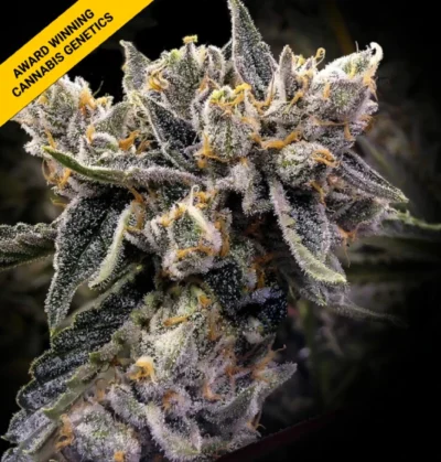 BRUISED BANANAS | DNA GENETICS | PHOTOPERIOD CANNABIS SEEDS FEMALE