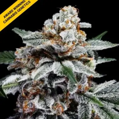 CANELO | DNA GENETICS | AUTOFLOWER CANNABIS SEEDS FEMALE