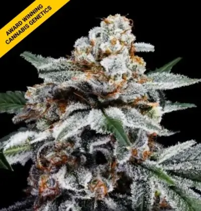 CANELO | DNA GENETICS | AUTOFLOWER CANNABIS SEEDS FEMALE