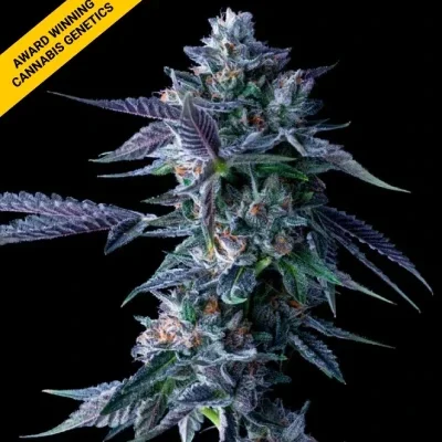CHOCOLOPE | DNA GENETICS | PHOTOPERIOD CANNABIS SEEDS FEMALE