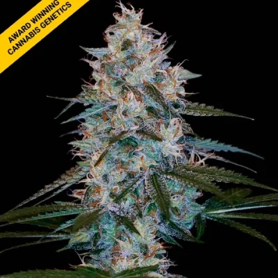 CHOCOLOPE KUSH | DNA GENETICS | PHOTOPERIOD CANNABIS SEEDS FEMALE