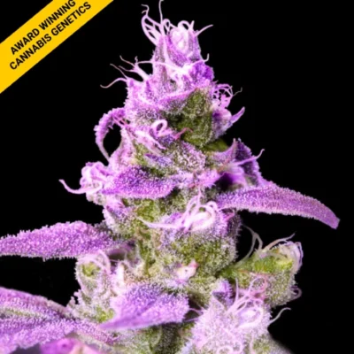PURPLE CHOCOLOPE | DNA GENETICS | PHOTOPERIOD CANNABIS SEEDS FEMALE