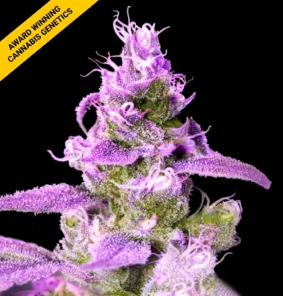 PURPLE CHOCOLOPE | DNA GENETICS | PHOTOPERIOD CANNABIS SEEDS FEMALE