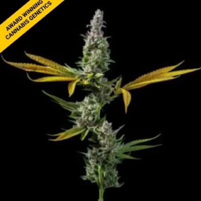 STRAWBERRY BANANA | DNA GENETICS | PHOTOPERIOD CANNABIS SEEDS FEMALE