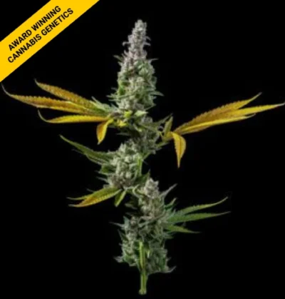 STRAWBERRY BANANA | DNA GENETICS | PHOTOPERIOD CANNABIS SEEDS FEMALE