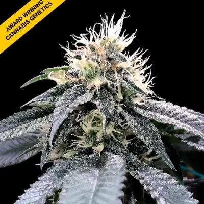 KOSHER KUSH | DNA GENETICS | PHOTOPERIOD CANNABIS SEEDS FEMALE