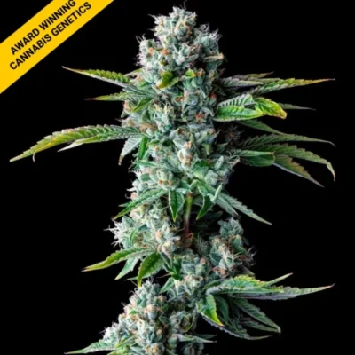 SKYWALKER KUSH | DNA GENETICS | PHOTOPERIOD CANNABIS SEEDS FEMALE