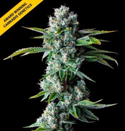 SKYWALKER KUSH | DNA GENETICS | PHOTOPERIOD CANNABIS SEEDS FEMALE