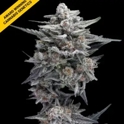 HG23 AKA MICHAEL JORDAN | DNA GENETICS | AUTOFLOWER CANNABIS SEEDS FEMALE