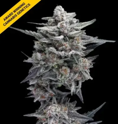 HG23 AKA MICHAEL JORDAN | DNA GENETICS | AUTOFLOWER CANNABIS SEEDS FEMALE