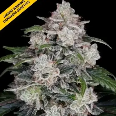 MAC N ME | DNA GENETICS | AUTOFLOWER CANNABIS SEEDS FEMALE